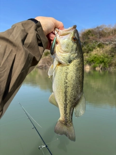 ヘラブナの釣果