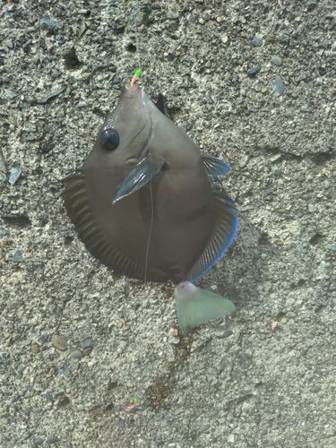 ニザダイの釣果