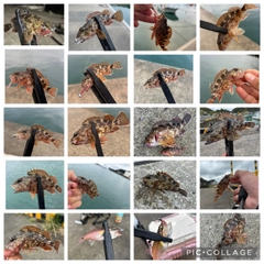 カサゴの釣果
