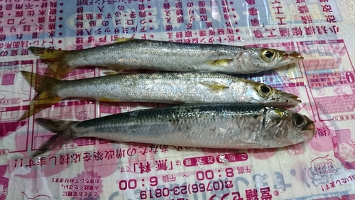 カマスの釣果