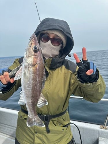 アラの釣果