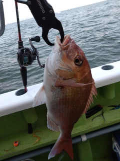 マダイの釣果