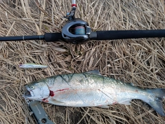 サクラマスの釣果