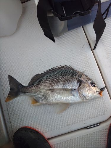 キビレの釣果