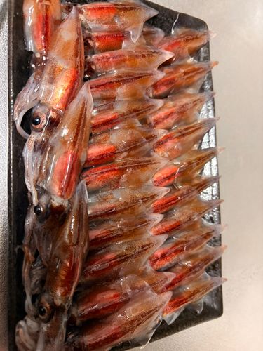 ホタルイカの釣果