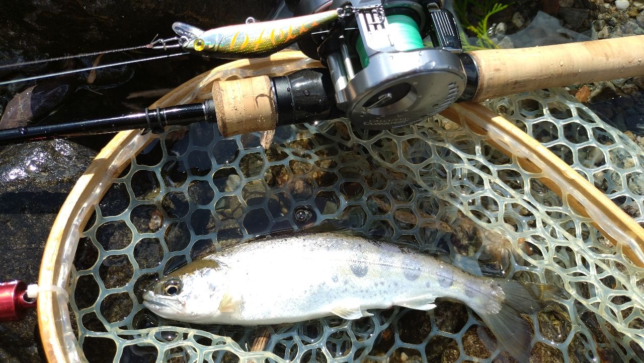 SHIMANO 21カーディフNX B64Lの最安値・インプレ・釣果 | 本音の口コミ