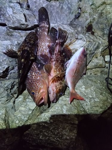 アコウの釣果