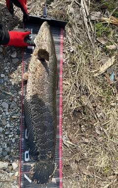ライギョの釣果