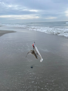 シタビラメの釣果