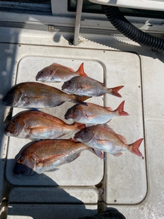 タイの釣果