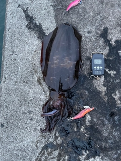 アオリイカの釣果