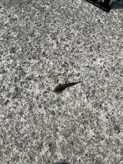 メゴチの釣果