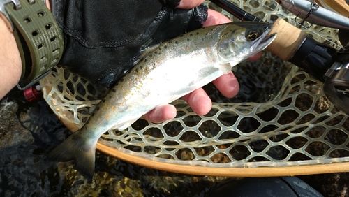 アマゴの釣果