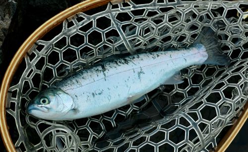ニジマスの釣果