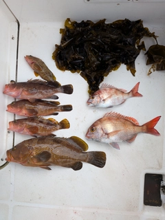 釣果