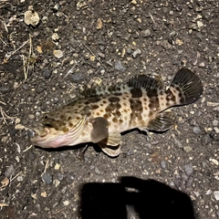チャイロマルハタの釣果