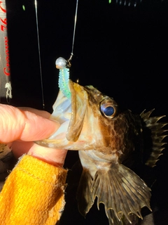 ベッコウゾイの釣果