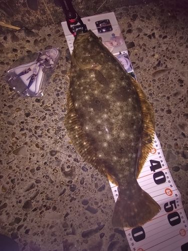 ヒラメの釣果