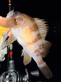 メバルの釣果