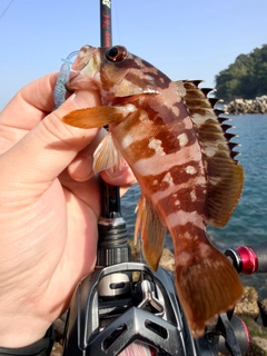 アカハタの釣果