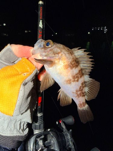 メバルの釣果