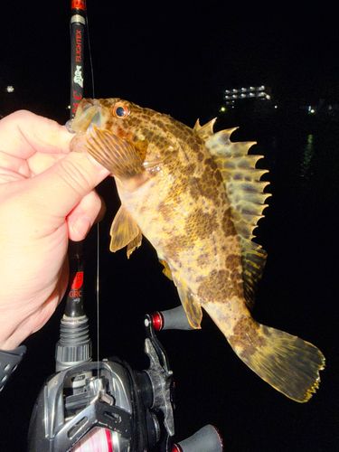 ベッコウゾイの釣果