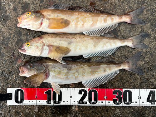 ホッケの釣果