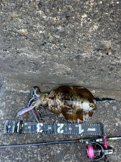 アオリイカの釣果