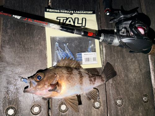 メバルの釣果