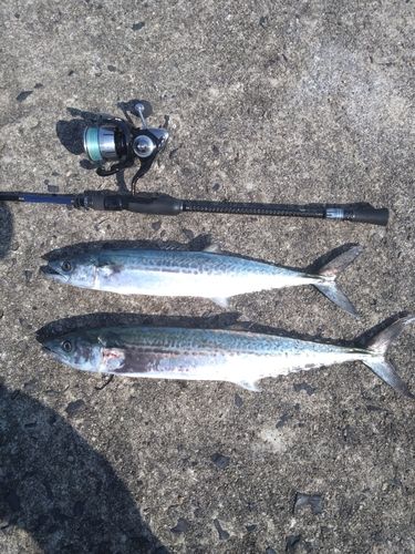 サゴシの釣果