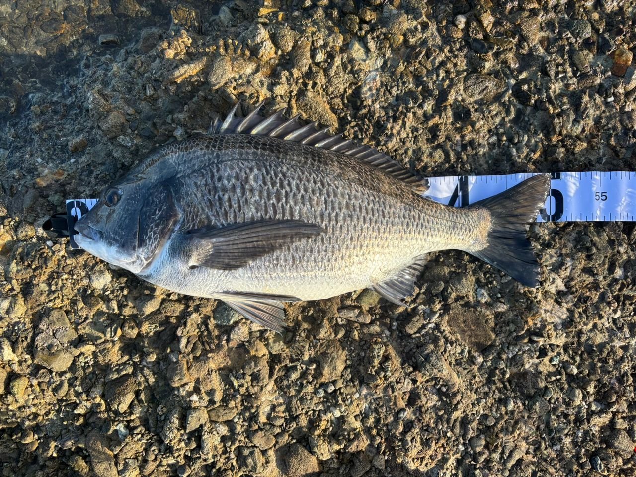 DAIWA 23ラグザス 3000XH-LBDの最安値・インプレ・釣果 | 本音の口コミ