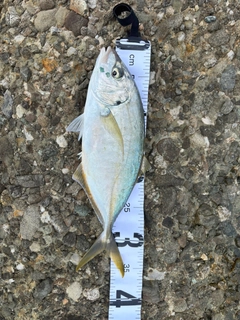 シマアジの釣果