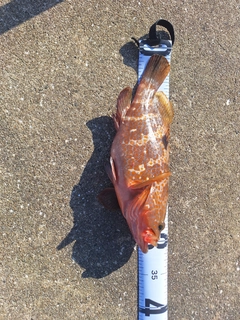 キジハタの釣果