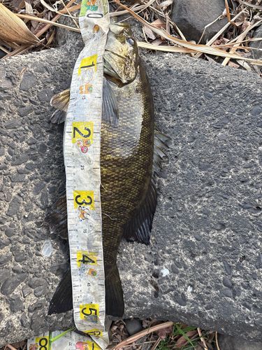 スモールマウスバスの釣果