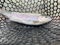 ニジマスの釣果