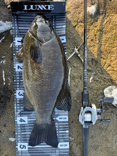 スモールマウスバスの釣果