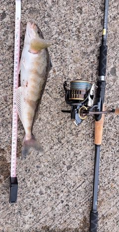 DAIWA 23ファントム リベラリスト 863ML+RSSの最安値・インプレ・釣果 