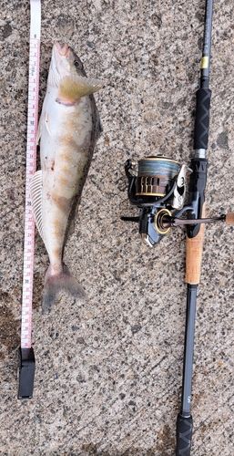 Takuya88 さんの釣り人プロフィール - アングラーズ | 釣果600万件の