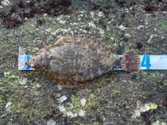 マコガレイの釣果