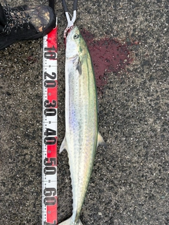 サワラの釣果