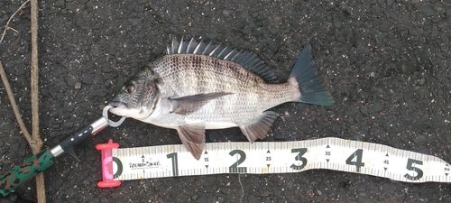 クロダイの釣果