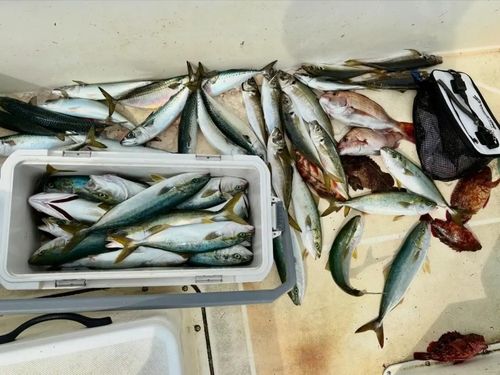 イナダの釣果