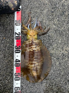 アオリイカの釣果