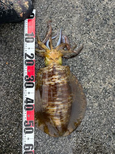 アオリイカの釣果