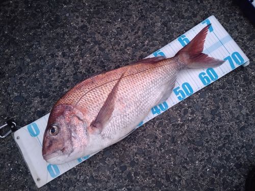 マダイの釣果