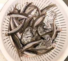 ワカサギの釣果