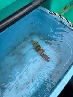 マルイカの釣果