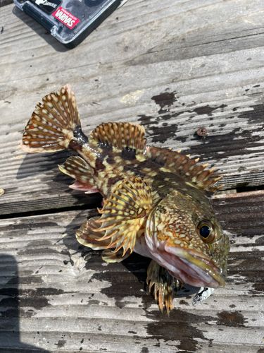 カサゴの釣果