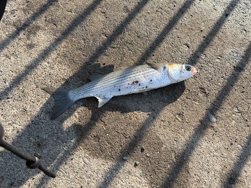 ボラの釣果