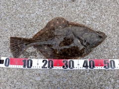 イシガレイの釣果